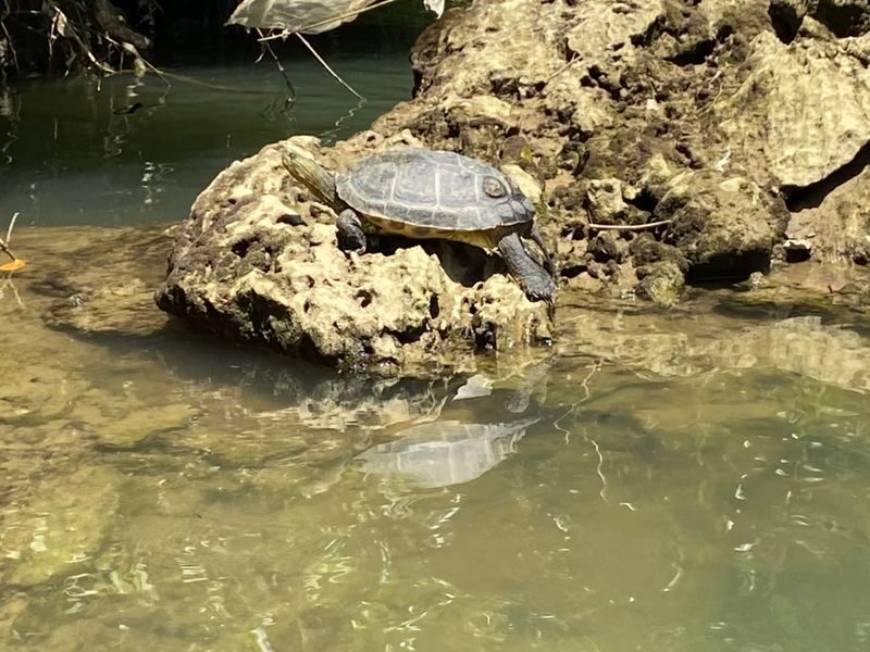 Mangrove Kayak Tour in Okinawa - How much kayaking you actually get