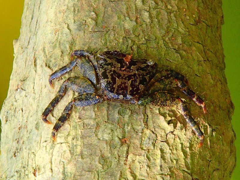 Mangrove Kayak Tour in Okinawa - Getting there and choosing a departure time