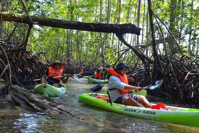 Mangrove Kayaking Adventure - Experience Highlights