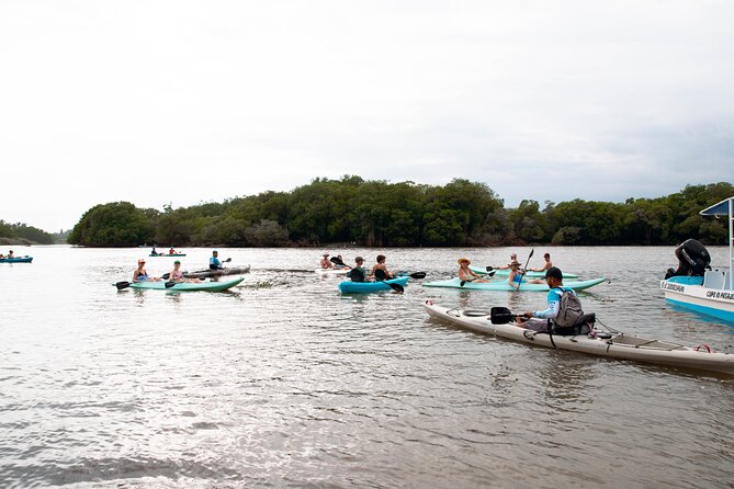 Mangrove Kayaking Tour - Overview of the Tour