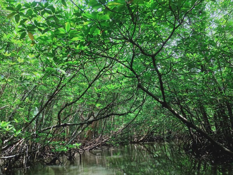 Mangrove or Fireflies Tour in Bintan - One river, two very different trips