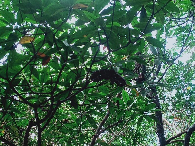 Mangrove or Fireflies Tour in Bintan - What happens during the hour
