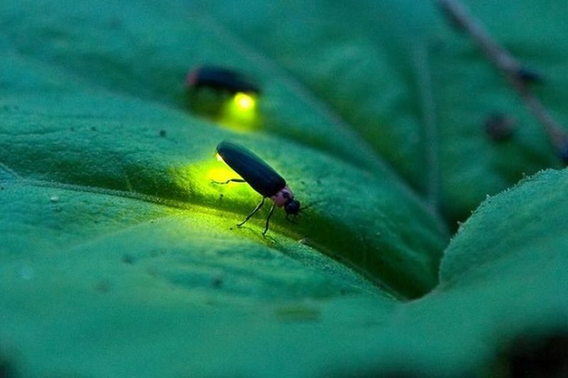 Mangrove or Fireflies Tour in Bintan - Who should book this Bintan tour?