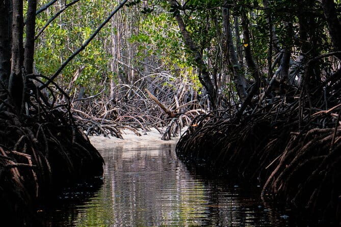 Mangrove Reforestation and Exploration around the Nusa Islands - Authentic Insights from Reviews