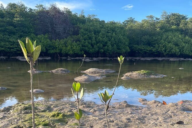 Mangrove Reforestation and Exploration around the Nusa Islands - Wrapping It Up