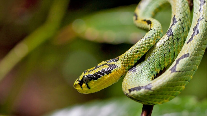 Mangrove River Safari Experience in Bentota - When the two-hour option makes sense