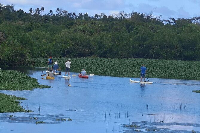 Mangrove to Lagoon Kayak and Paddleboard Adventure - Exploring the Itinerary in Detail  