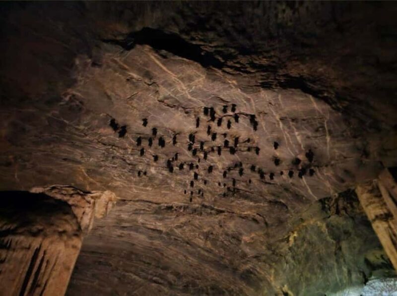 Mangrove Tour 3hour + Beach Swim + Free Lunch - The Itinerary: A Day in the Mangroves