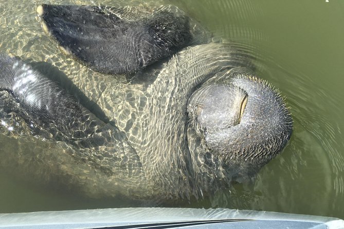 Mangrove Tunnel, Manatee and Dolphin Kayak Tour of Cocoa Beach - Common Questions
