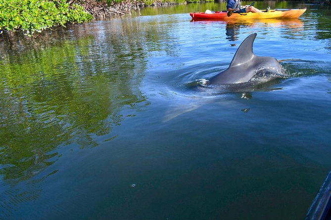Mangrove Tunnels & Mudflats Kayak Tour - Local Biologist Guides - Wildlife Spotting Opportunities