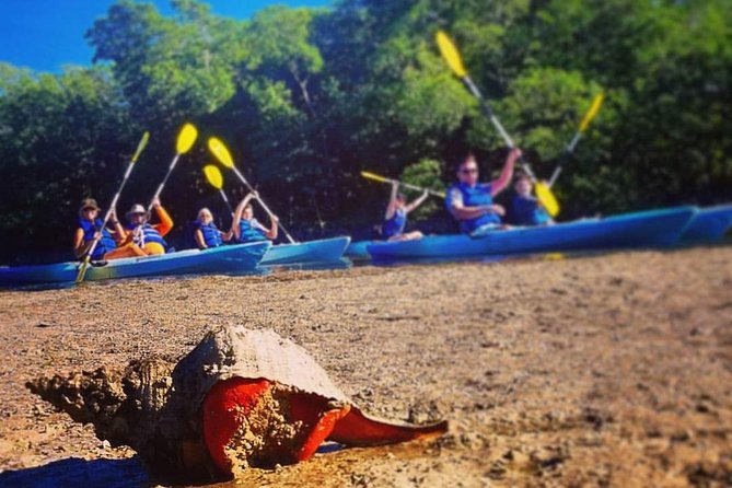 Mangrove Tunnels & Mudflats Kayak Tour - Local Biologist Guides - Meeting and Pickup Information