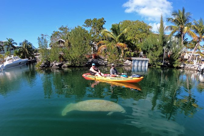 Mangroves and Manatees - Guided Kayak Eco Tour - Tour Overview