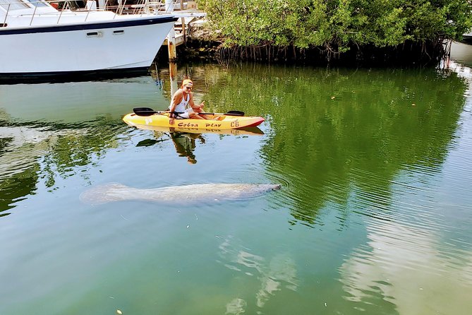 Mangroves and Manatees - Guided Kayak Eco Tour - Explore the Mangrove Ecosystem