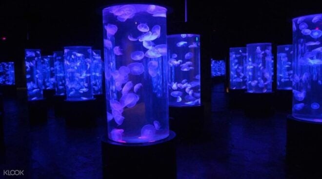 Manila: Manila Ocean Park Entry Ticket - Common Questions