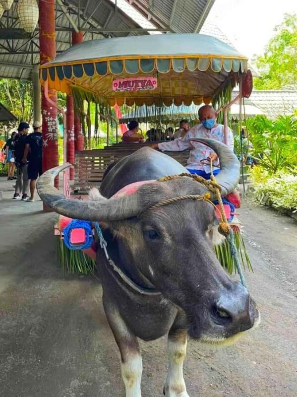 Manila: Villa Escudero Waterfalls w/Lunch & Private Car - FAQs