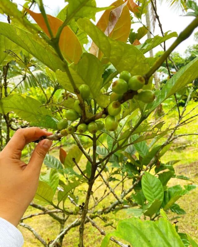 MANILA:Coffee Farm Tour with Coffee bean picking - FAQ