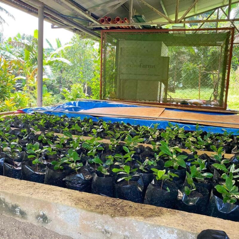 MANILA:Coffee Farm Tour with Coffee bean picking - Introduction to the Coffee Tour Experience