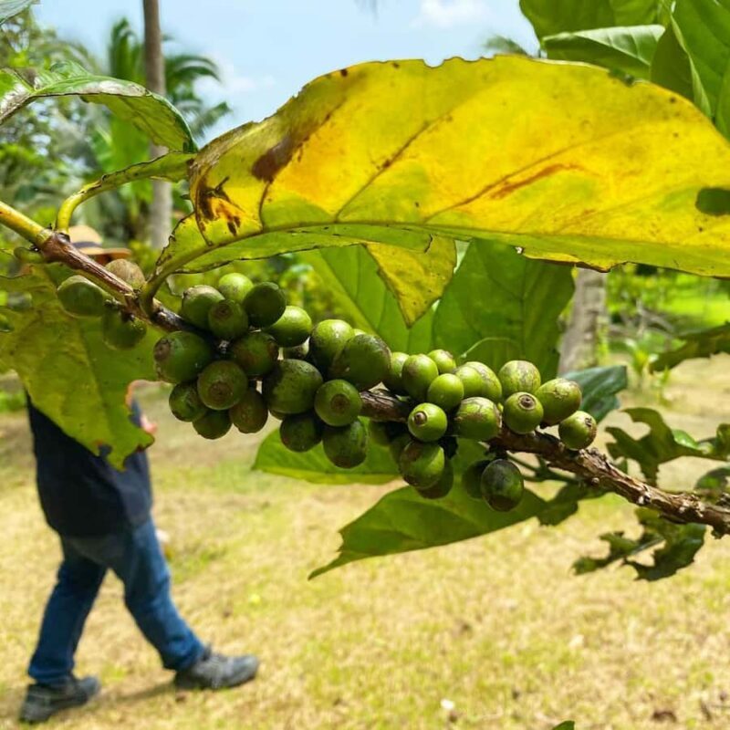 MANILA:Coffee Farm Tour with Coffee bean picking - Deep Dive into the Details