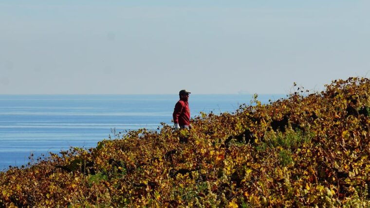 Manilva: Nilva Vineyard, Wine Tasting & Tapas Guided Tour - Accessibility and Transportation