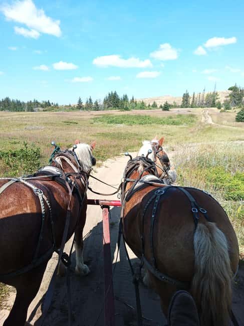 Manitoba: Horse-Drawn Wagon Ride in Spruce Woods Park - Good To Know