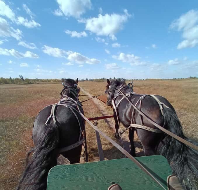 Manitoba: Horse-Drawn Wagon Ride in Spruce Woods Park - The Itinerary in Detail