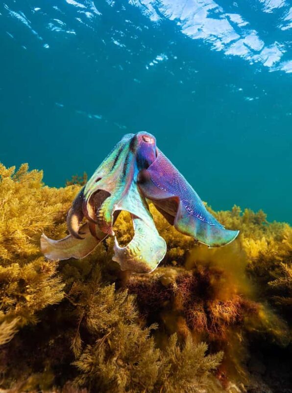 Manly: Beginner Freediving: Breath-Hold & Ocean Exploration - Who Would Benefit Most?