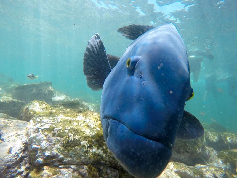 Manly Snorkel Tour with Guided Walking Tour - One hour in Cabbage Tree Bay
