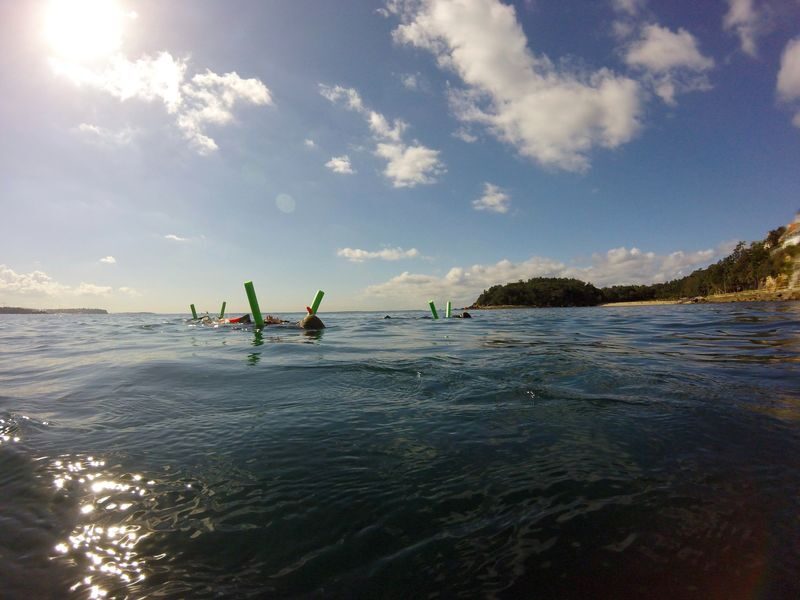 Manly Snorkel Tour with Guided Walking Tour - Who should book this Manly snorkel tour?