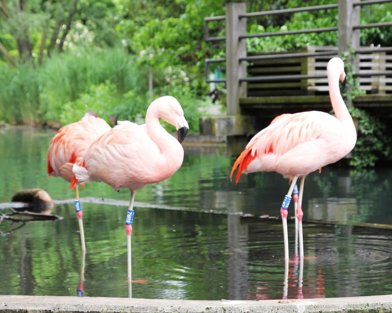Mannheim, guided park tour: Luisenpark - An In-Depth Look at the Mannheim Luisenpark Guided Tour