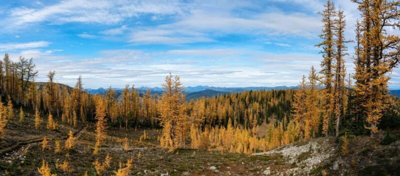 Manning Park: The Quest for the Golden Larch Tree - An In-Depth Look at Manning Park: The Quest for the Golden Larch Tree