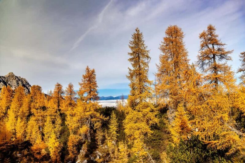 Manning Park: The Quest for the Golden Larch Tree - Final Thoughts