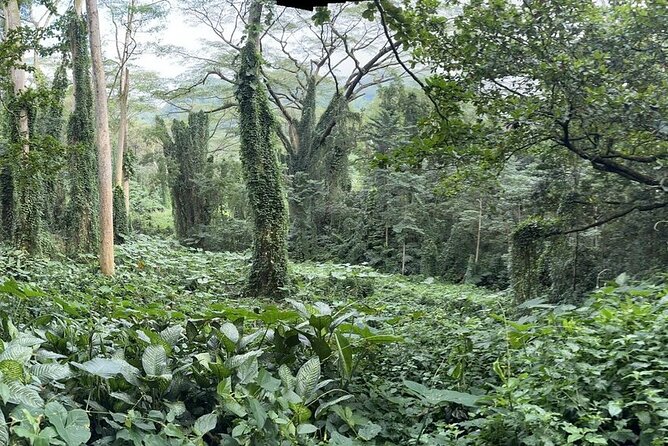 Manoa Waterfalls Hike and Lookout Visit: Pickup Included - Additional Info