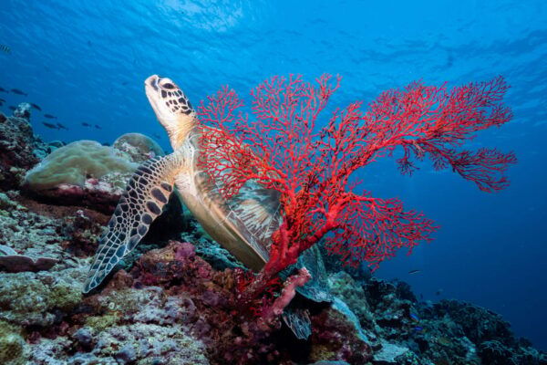 Manta Dive Gili Trawangan: Discover Scuba Diving - Questions You May Have