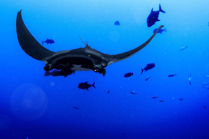 Manta Magic - Night Manta Ray Snorkel At Manta Village, Kona, Hawaii - Overview and Logistics