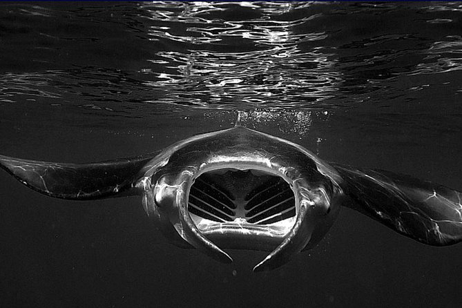 Manta Magic - Night Manta Ray Snorkel At Manta Village, Kona, Hawaii - Customer Reviews