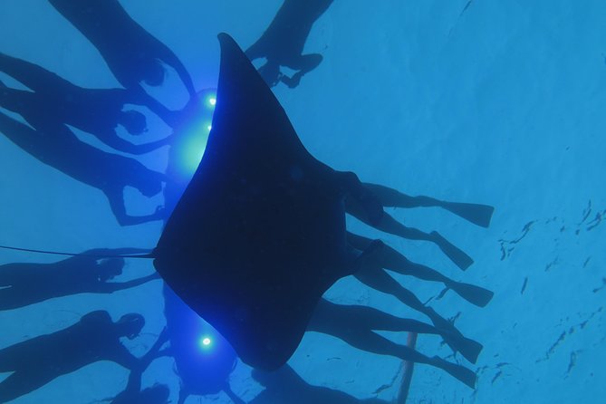 Manta Magic - Night Manta Ray Snorkel At Manta Village, Kona, Hawaii - Recommendations