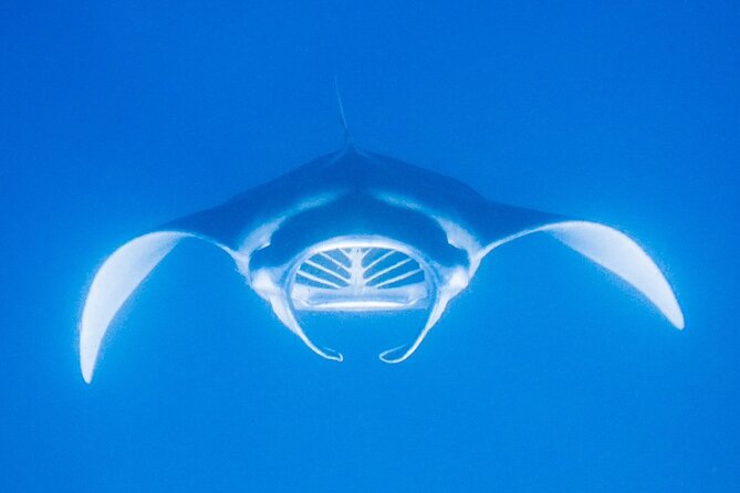 Manta Magic - Night Manta Ray Snorkel At Manta Village, Kona, Hawaii - Company Information
