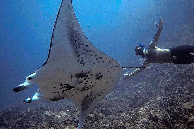Manta Magic - Night Manta Ray Snorkel At Manta Village, Kona, Hawaii - Booking and Cancellation Policy