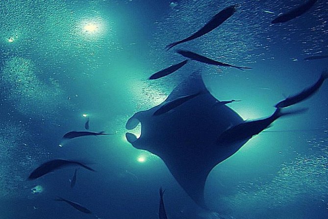 Manta Magic - Night Manta Ray Snorkel At Manta Village, Kona, Hawaii - Night Manta Ray Snorkel Experience