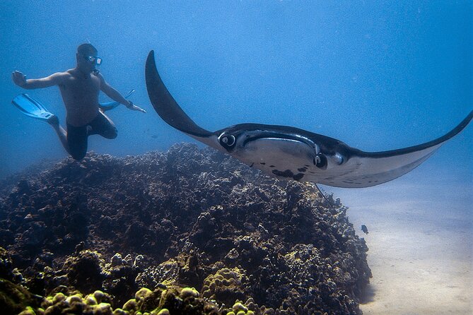 Manta Magic - Night Manta Ray Snorkel At Manta Village, Kona, Hawaii - Common Questions