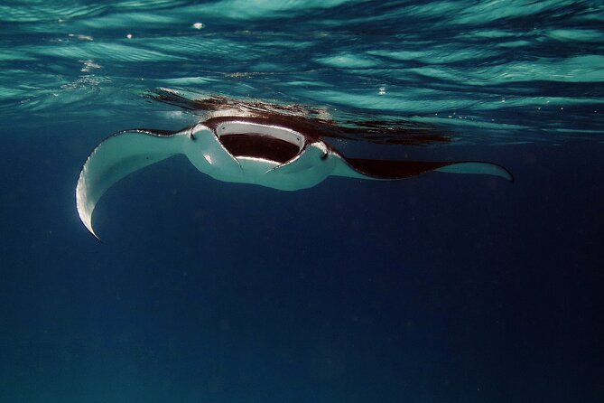 Manta Mania - Manta Ray Night Snorkel - Small-Group Experience In Kona, Hawaii - Whats Included in the Tour