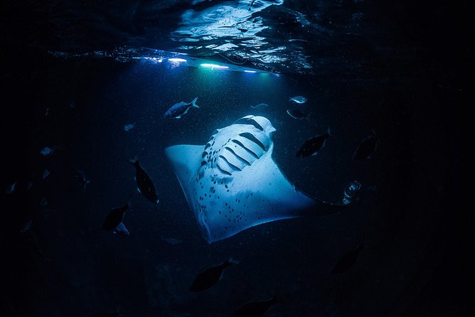Manta Mania - Manta Ray Night Snorkel - Small-Group Experience In Kona, Hawaii - Logistics and Meeting Information