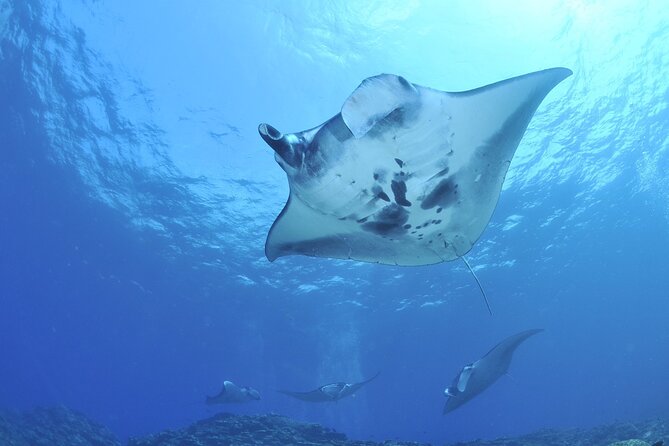Manta Mania - Manta Ray Night Snorkel - Small-Group Experience In Kona, Hawaii - Additional Information and Restrictions