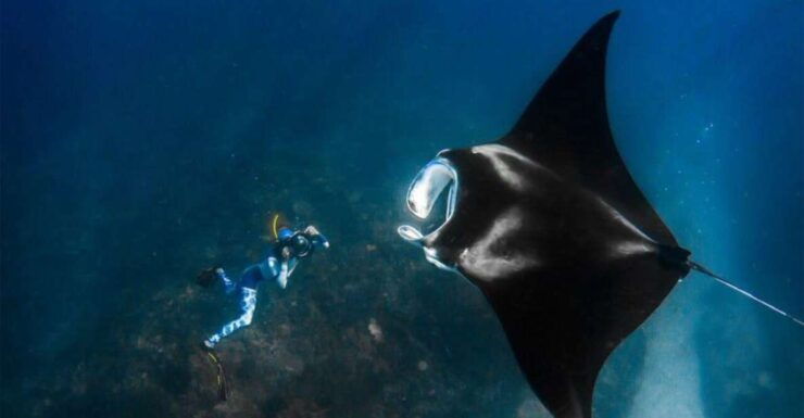 Manta Point or Manta Bay Trip Tomorrow - Unforgettable Snorkeling Experience Awaits