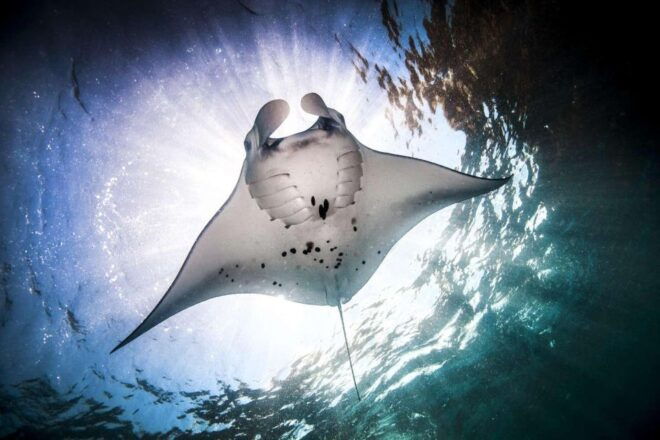 Manta Point or Manta Bay Trip Tomorrow - Discover Nusa Penidas Marine Wonders