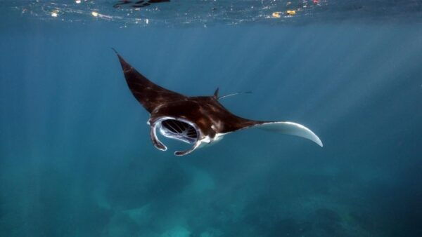 Manta Point Trip With Some Most Other Sites - Location