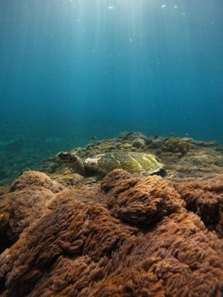 Manta Point Trip With Some Most Other Sites - Common Questions