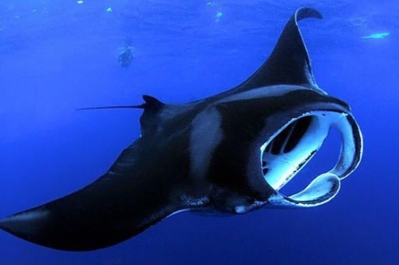Manta Ray Night Snorkel Experience on Big Island - Kona after dark, with manta rays in the lights