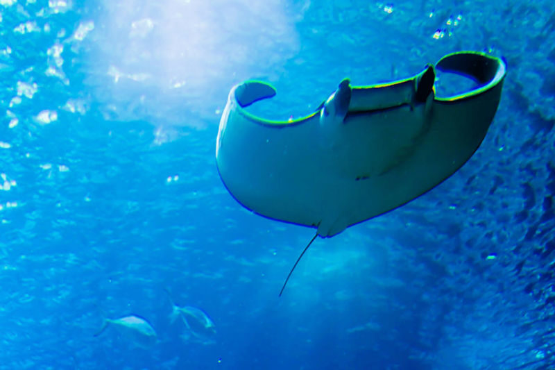 Manta Ray Night Snorkel Experience on Big Island - From Honokohau Harbor to the viewing area