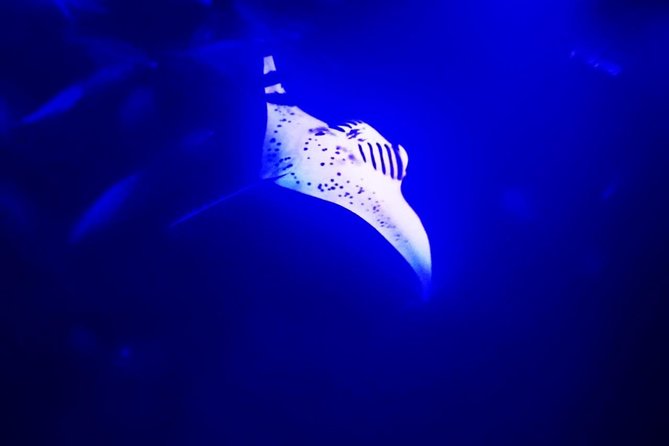 Manta Ray Night Snorkel in Kona - What to Expect